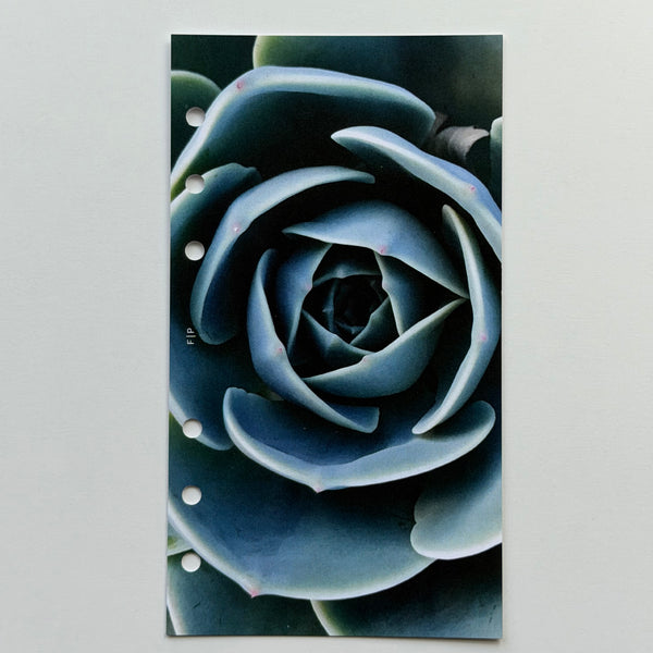 Succulent