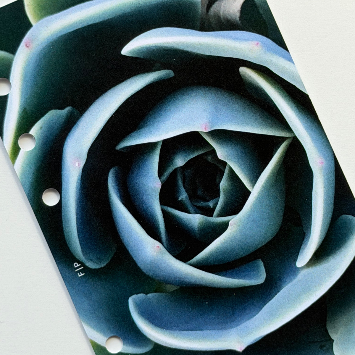 Succulent